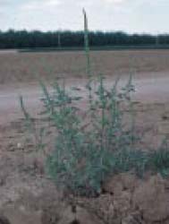 Fig. 19. Pigweed species — mature plant.