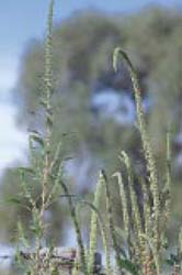 Fig. 21. Pigweed species — seed head.