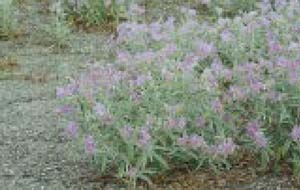 Fig. 22. Silverleaf nightshade — mature plant.