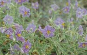 Fig. 23. Silverleaf nightshade — closeup — note flower and spines on plant.