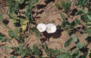 Fig. 3. Field bindweed — flower.