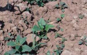Fig. 32. Seedling weeds in chile — Russian thistle and Pigweed.