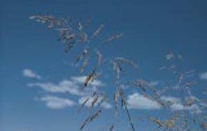 Fig. 5. Johnsongrass — seed head.