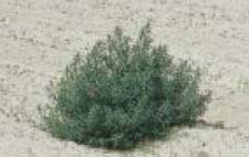 Fig. 6. Kochia — mature plant.