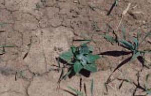 Fig. 9. Common lambsquarters — seedling (1.5