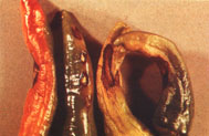 Fig. 10. Black mold (Alternaria sp.) on red chile.
