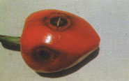 Fig. 11. Anthracnose on pimento fruit.