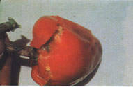 Bacterial soft rot on pimento fruit