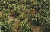 Fig. 3.  Verticillium wilt - infected plant.