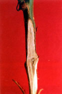 Fig. 4. Verticillium wilt - vascular discoloration.