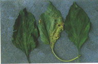 Fig. 6. Bacterial leaf spot - foliar symptoms.