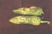 Fig. 9. Phytophthora pod rot on green chile.