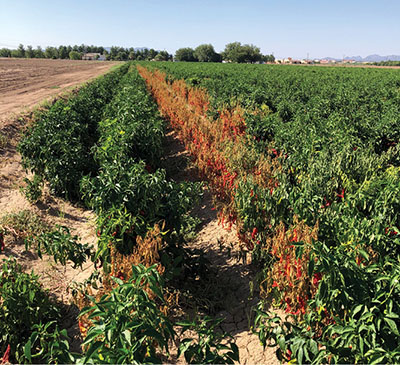 Photo of phytophthora root rot-infected rows of chile.