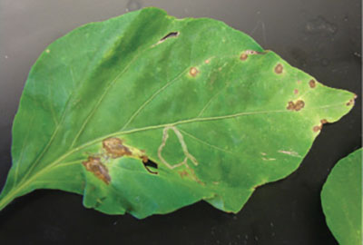 Bacterial leaf spot, foliar symptoms.