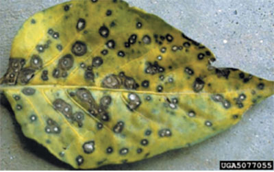 Cercospora leaf spot