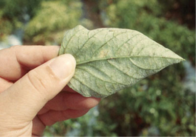 Powdery mildew, lower leaf surface.