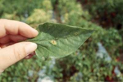 Powdery mildew, upper leaf surface.