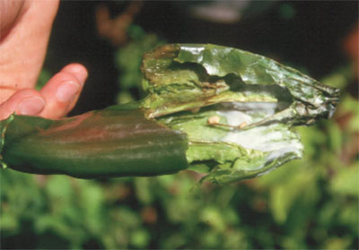 Phytophthora pod rot, white mold inside pod.