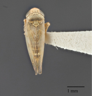 Beet leafhopper (Circulifer tenellus) top view.