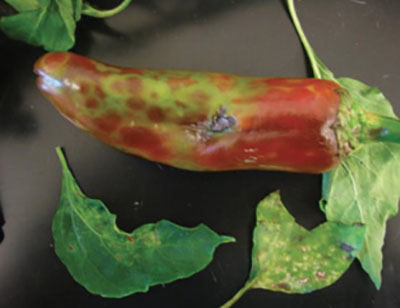 Tomato spotted wilt virus, fruit symptoms.