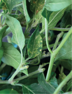 Tomato spotted wilt virus, foliar symptoms.