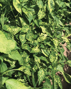 Alfalfa mosaic virus.