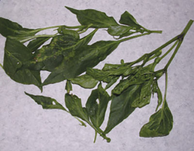 Photograph of cucumber mosaic virus.