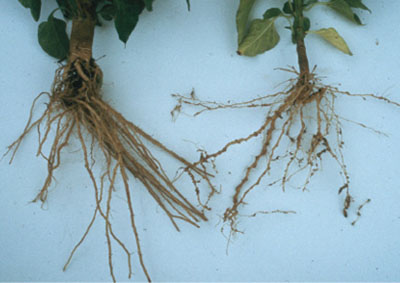 Photo of root-knot nematode, galls on root system.