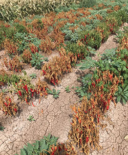 Phytophthora root rot-infected plants, field symptoms.