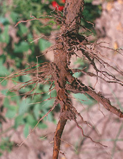 Phytophthora root rot-infected root and stem.