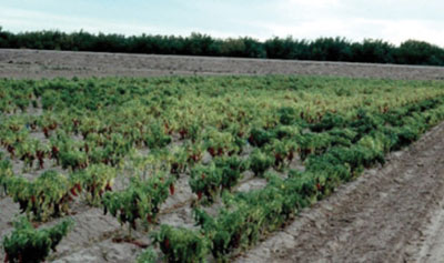 Photo of Root-knot nematode, field symptoms.