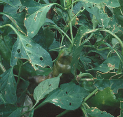 Photograph of hail injury to foliage.