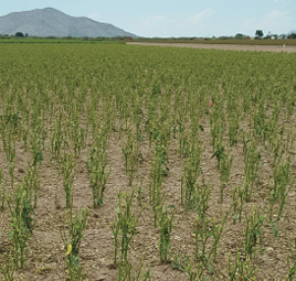 Photograph of hail injury with complete loss of foliage.