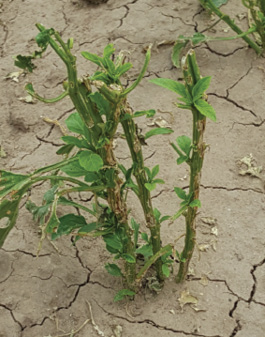 Photograph of hail injury with complete loss of foliage.