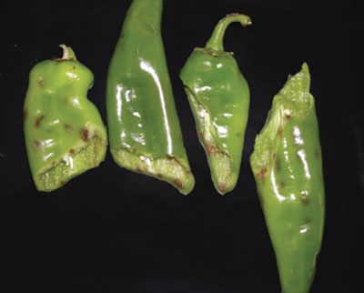 Photograph of fruit with Stip.