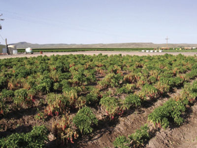 Verticillium wilt-infected plants, field symptoms.