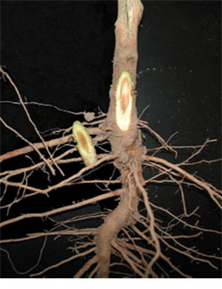 Verticillium wilt, vascular discoloration.