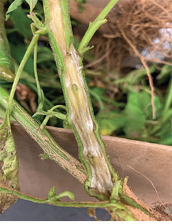 Rhizoctonia root rot, vascular discoloration.