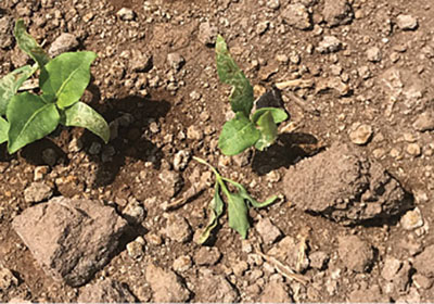 Seedling disease (damping off).