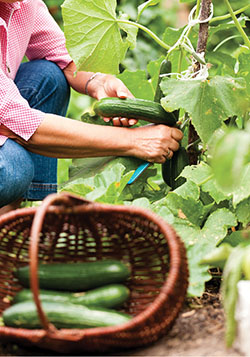 Photograph of a person harvesting a cucumber.