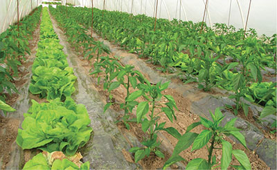 Photograph of a greenhouse interior with pepper and lettuce plants in rows.