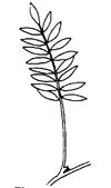 Fig. 1–7: Illustration of plant parts used for identification. leaflet 
