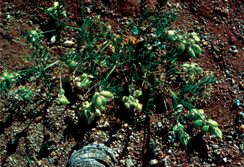Figure 13. A. allochrous var. playanus, plant with seedpods.