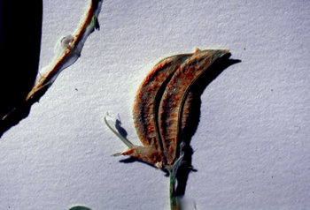 Figure 16. A. amphioxys, seedpod.