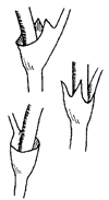 Fig. 1–7: Illustration of plant parts used for identification. stipule united
