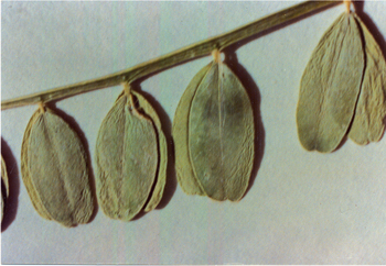 Figure 20. A. bisulcatus var. bisulcatus, stem and leaf showing stipules.