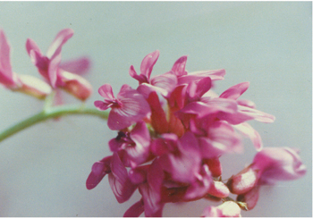 Figure 21. A. bisulcatus var. bisulcatus, flowers.