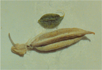 Figure 22. A. bisulcatus seedpods, var. haydenianus (top) and var. bisulcatus (bottom).