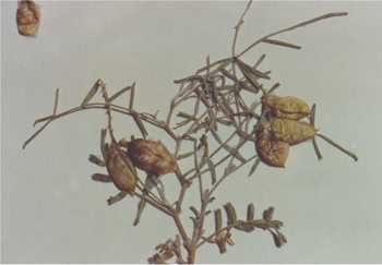 Figure 23. A. ceramicus, pressed plant.