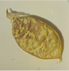 Figure 24. A. ceramicus, seedpod.